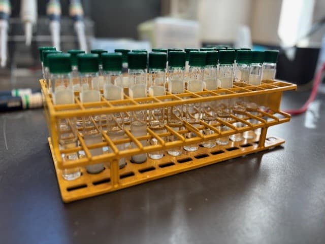 Enrichment culture tubes in yellow rack