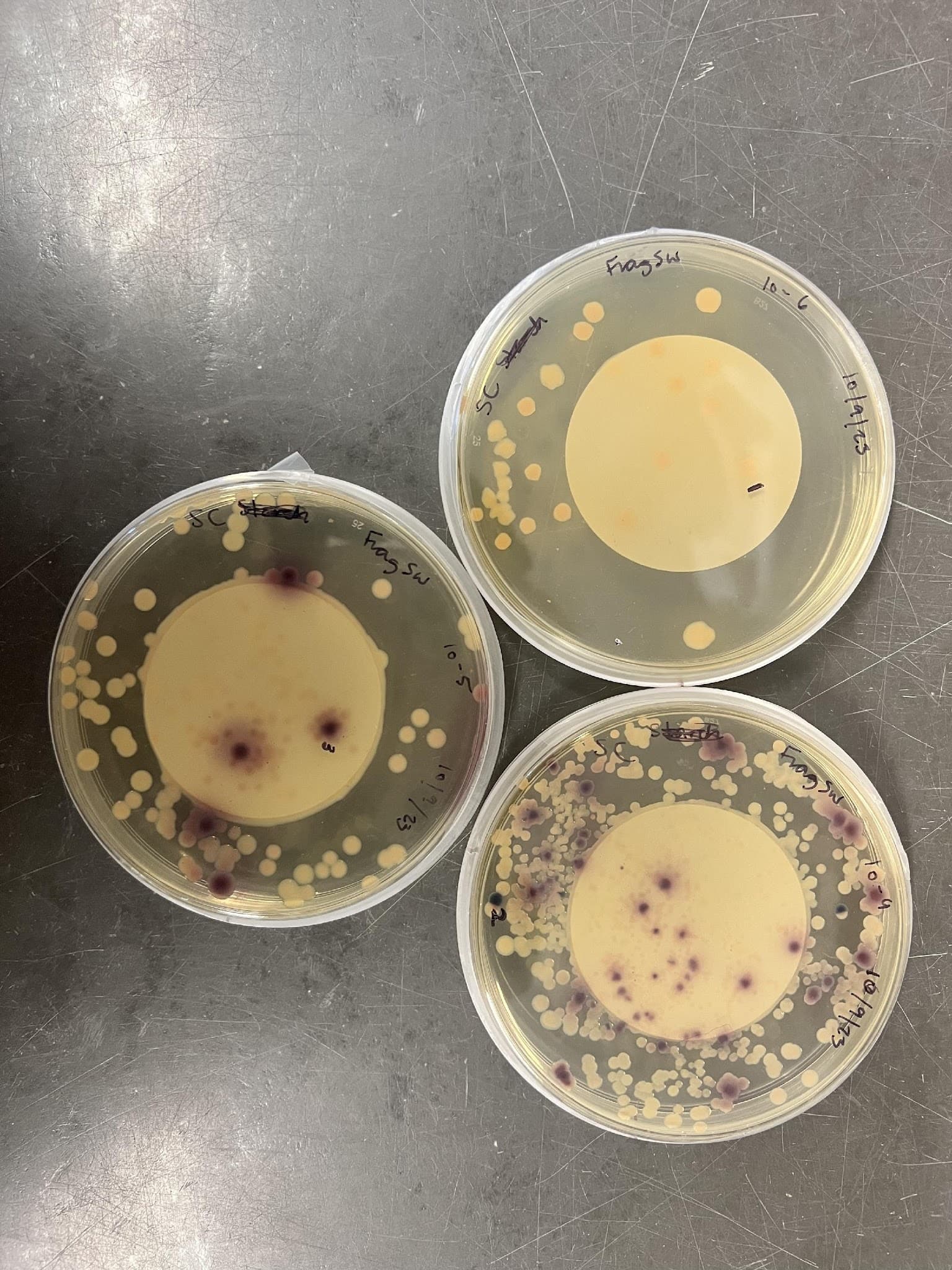 Three petri dishes on a steel bench showing distinct yellow and purple bacterial colonies