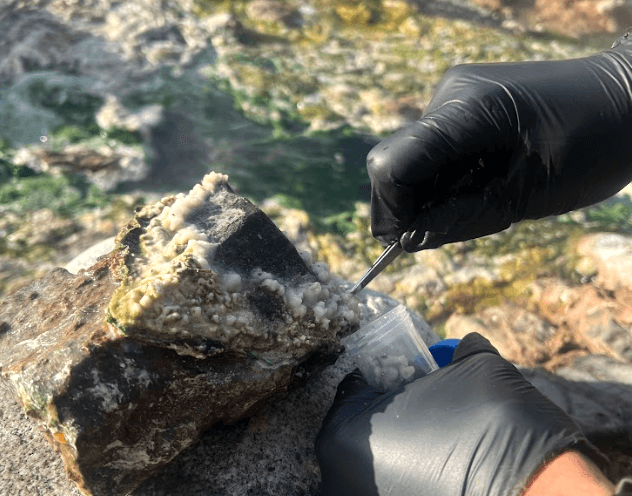 Gloved hands collecting a rock sample