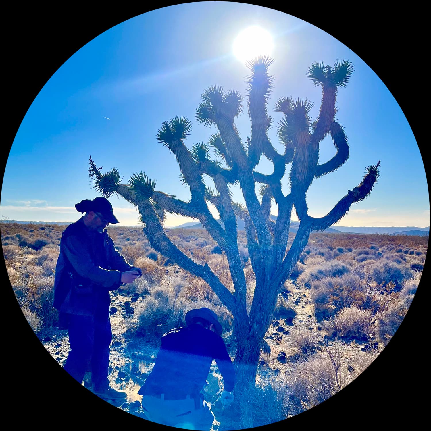 Cultivation